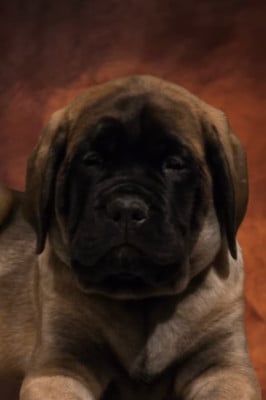 Les chiots de Mastiff