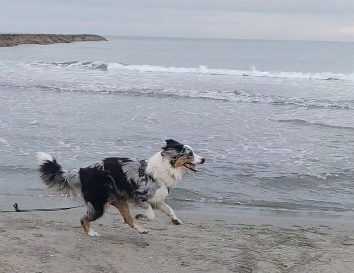 Publication : Du Berger Des Alpages Auteur : Adeline Bas