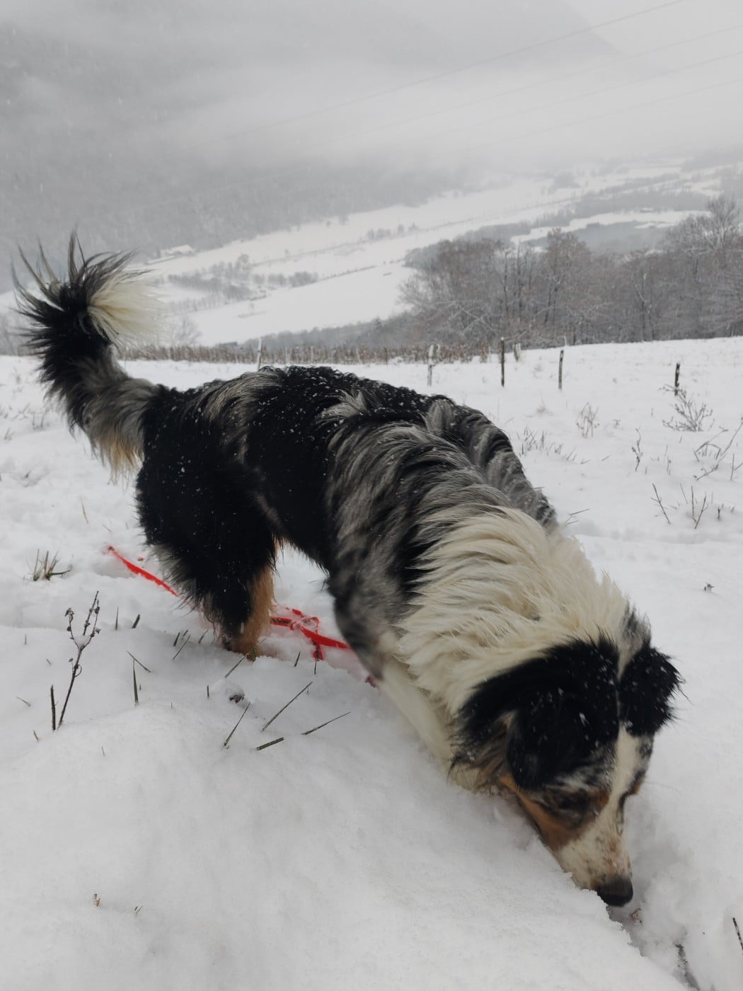 Publication : Du Berger Des Alpages Auteur : Adeline Bas