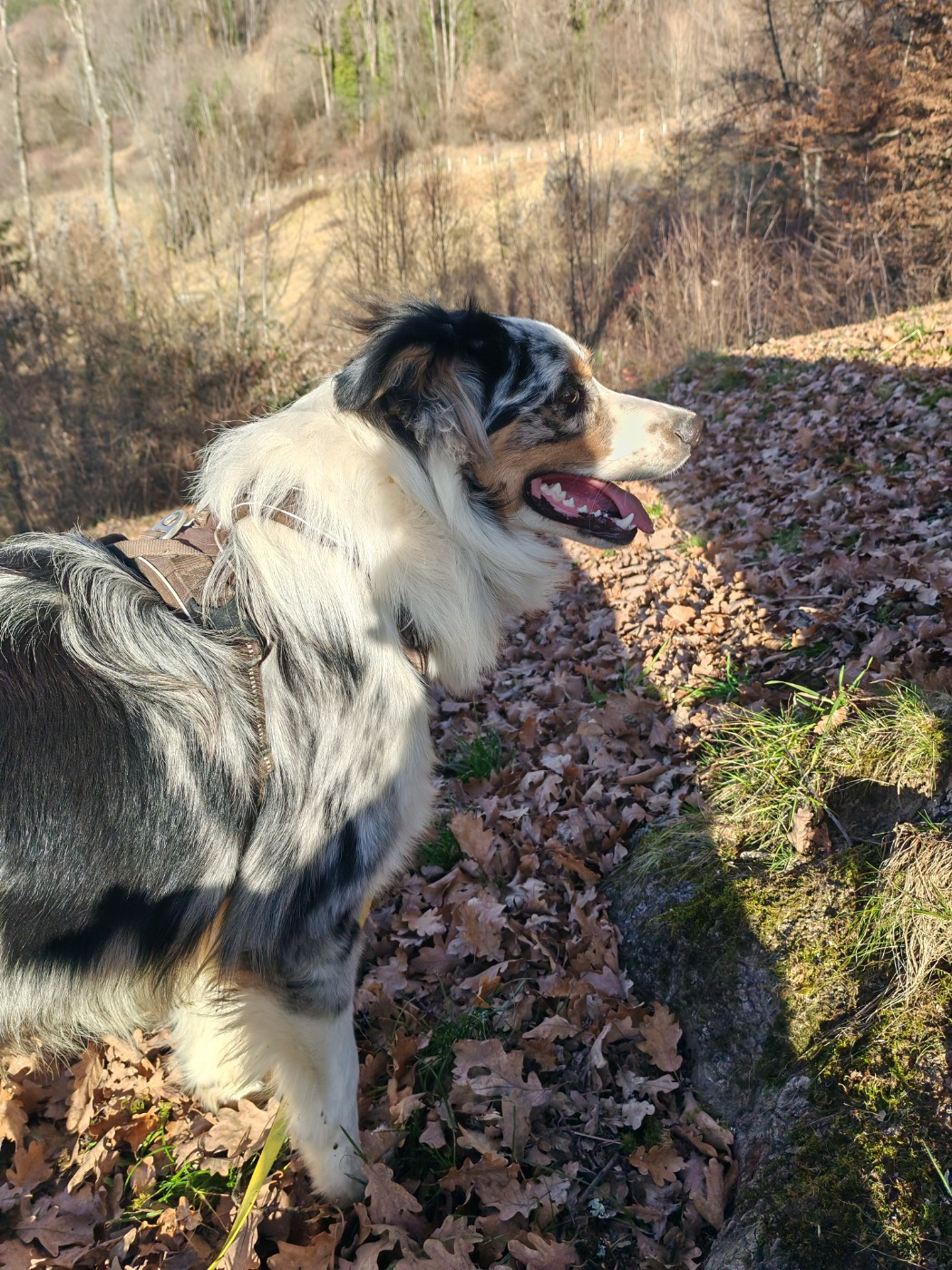 Publication : Du Berger Des Alpages Auteur : Adeline Bas