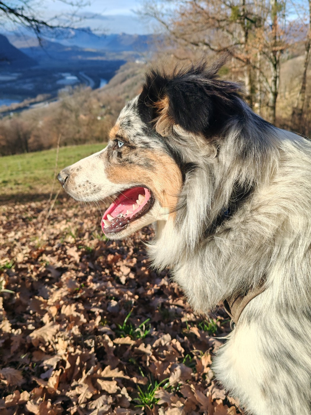 Publication : Du Berger Des Alpages Auteur : Adeline Bas