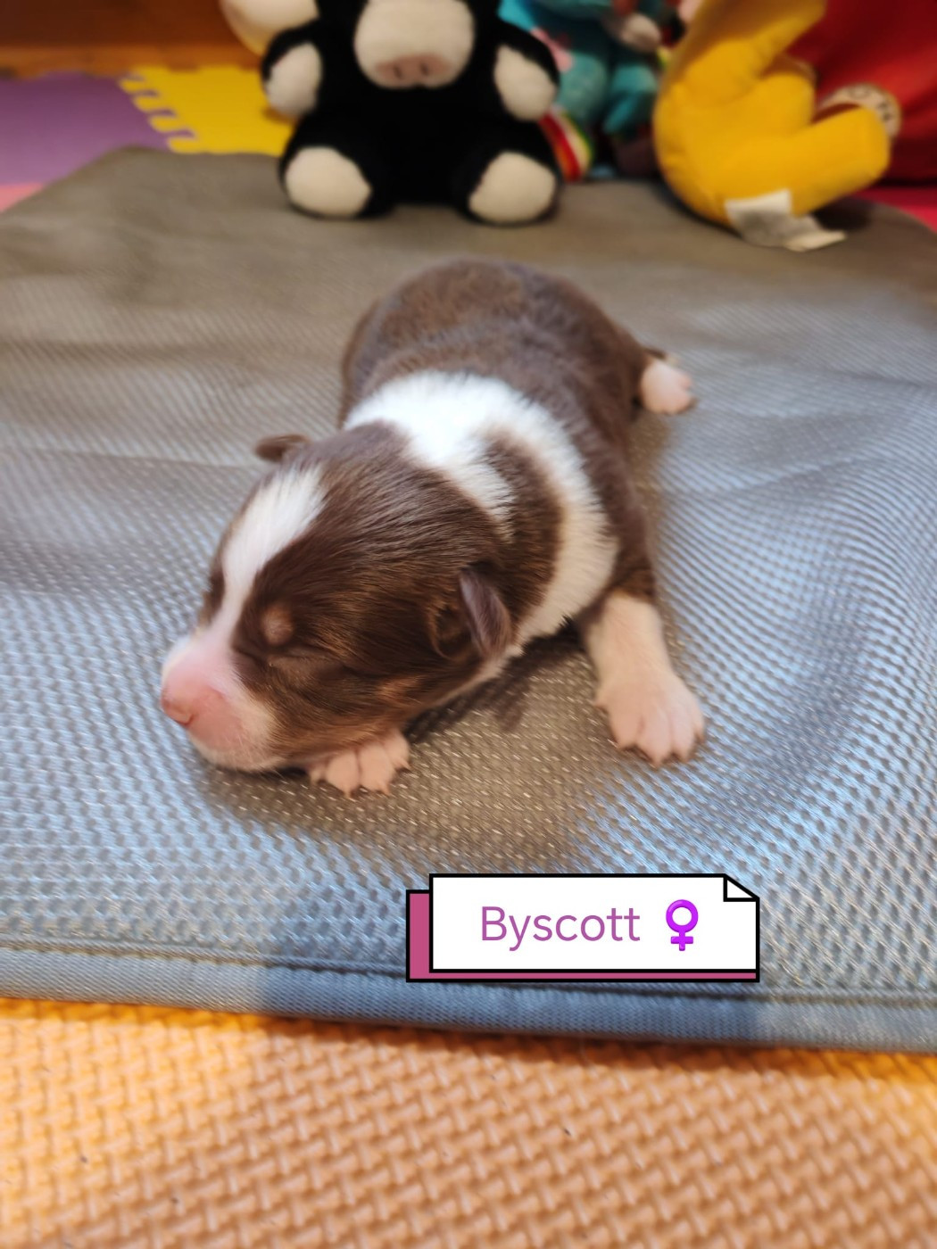 Byscott - Berger Australien