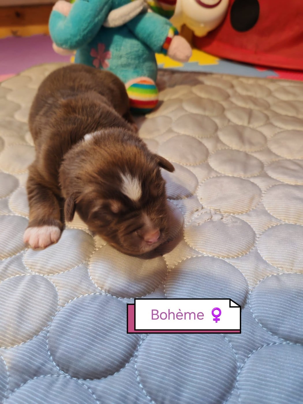 Boheme - Berger Australien