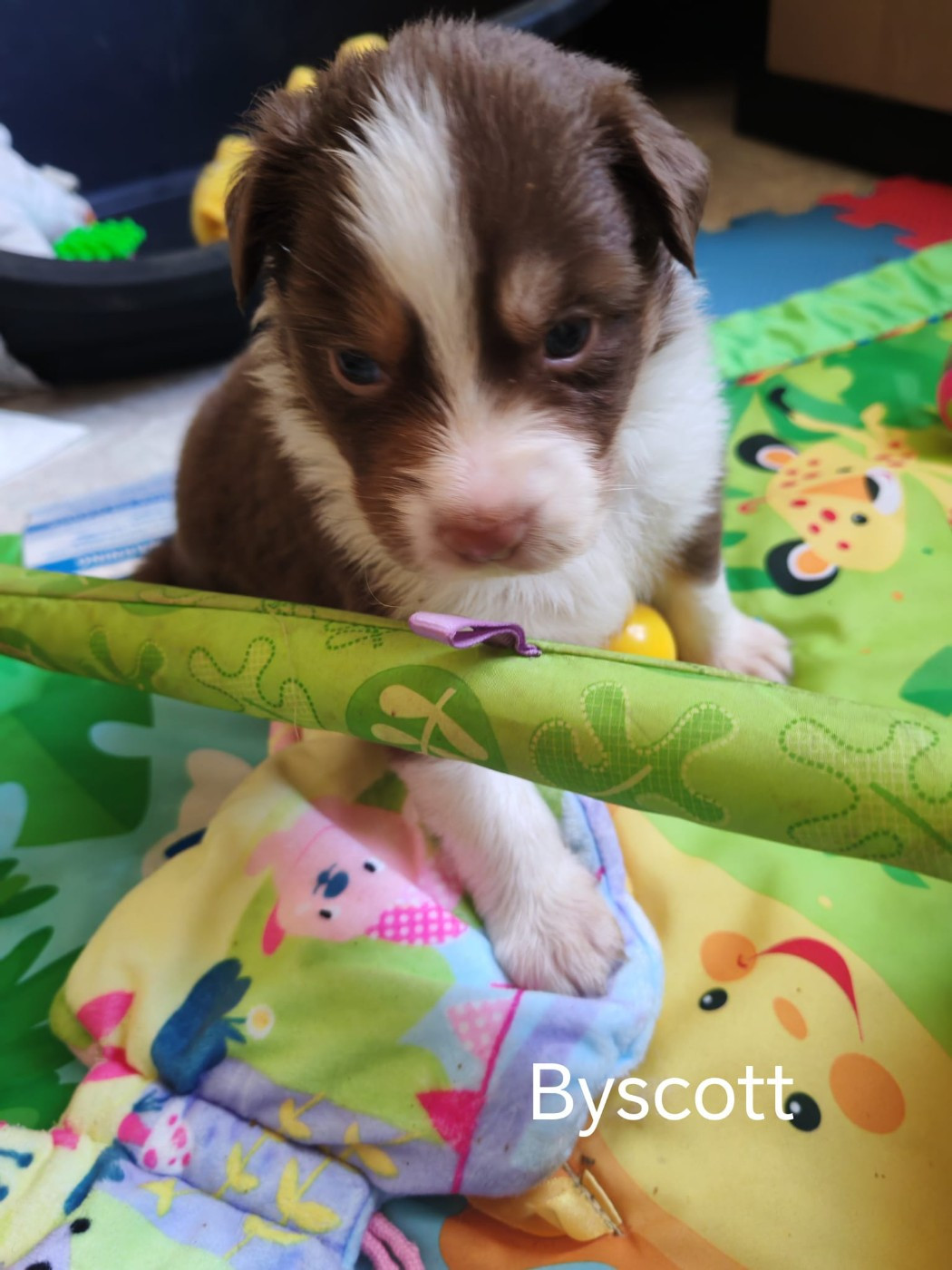 Byscott