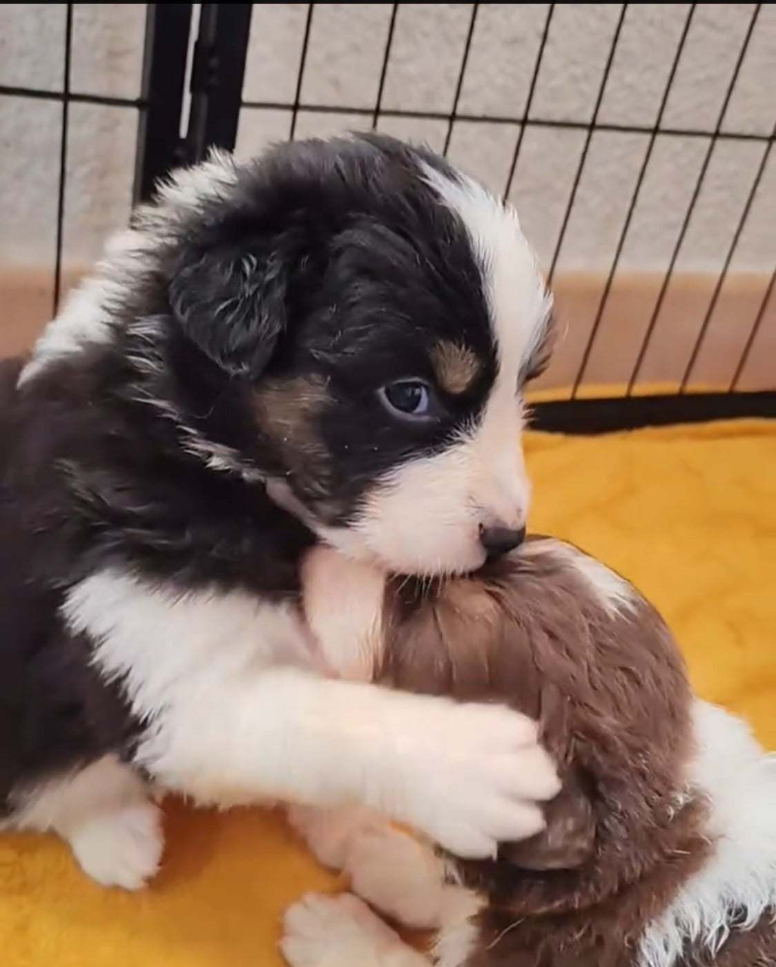 Balto