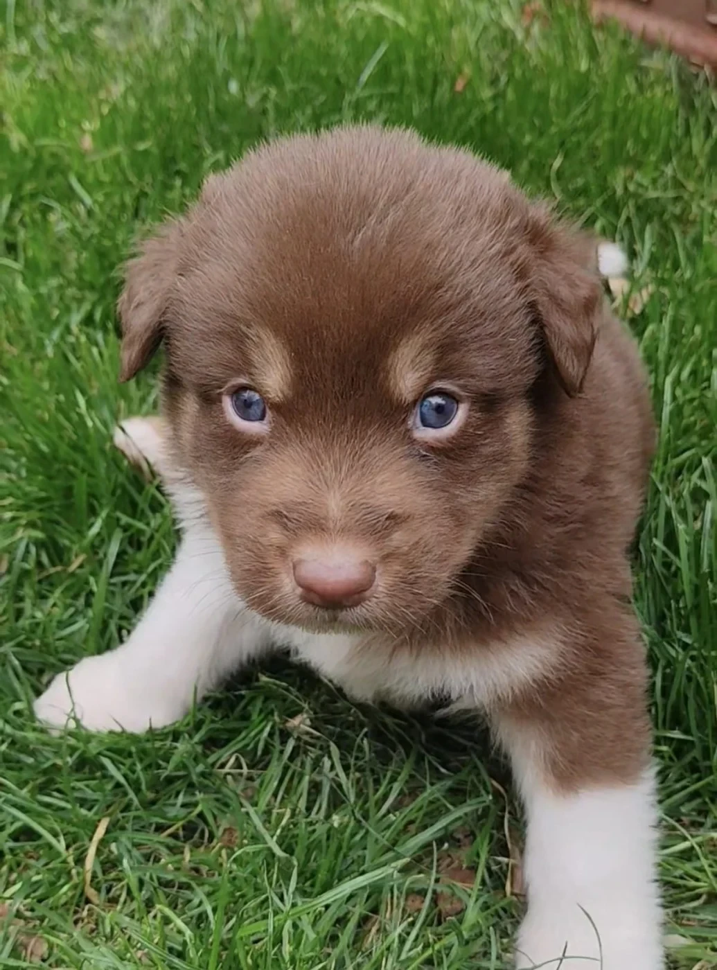 Bandit