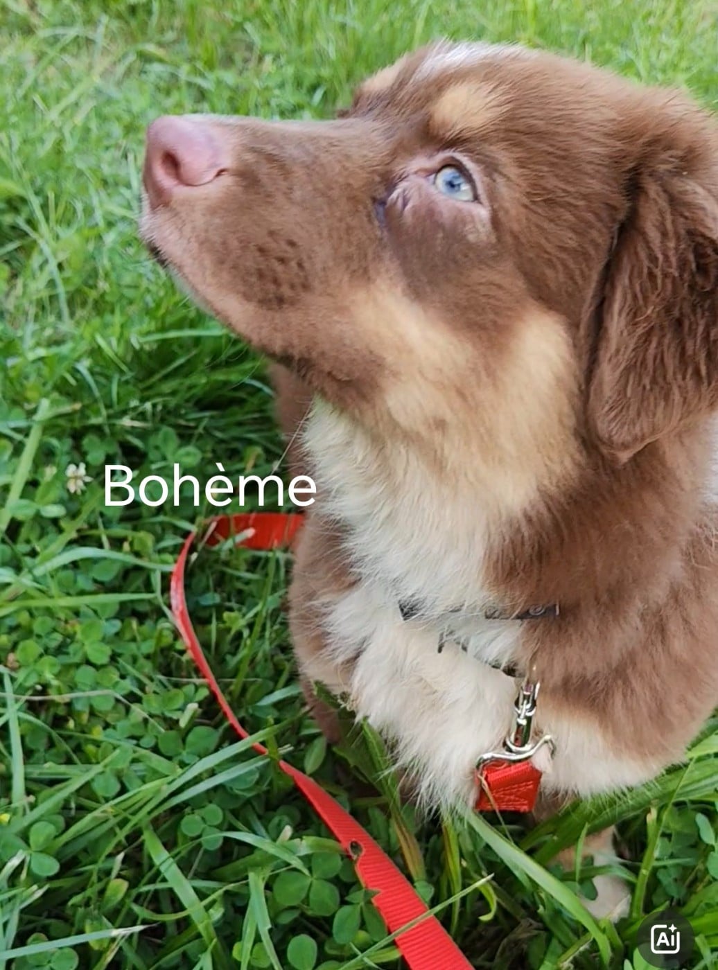 Boheme