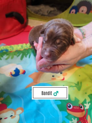 Les chiots de Berger Australien