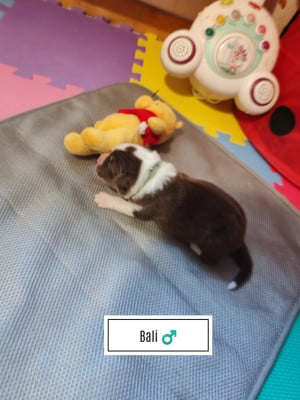 Les chiots de Berger Australien