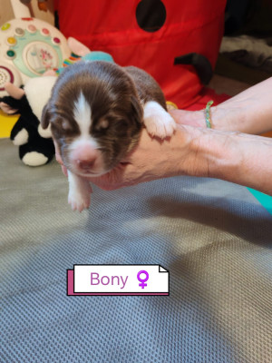 Les chiots de Berger Australien