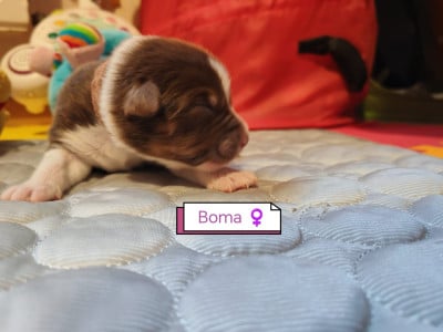 Les chiots de Berger Australien