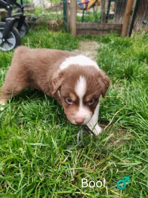 Les chiots de Berger Australien