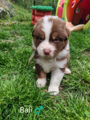 Les chiots de Berger Australien