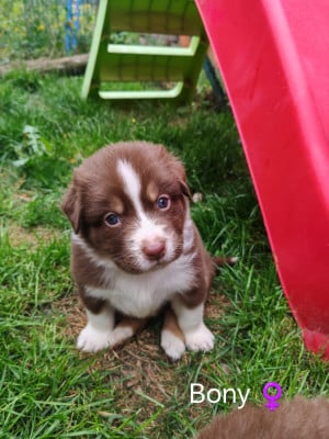 Les chiots de Berger Australien