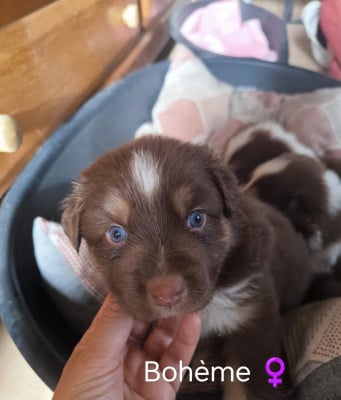 Les chiots de Berger Australien