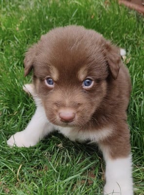 Les chiots de Berger Australien