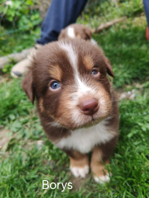 Les chiots de Berger Australien