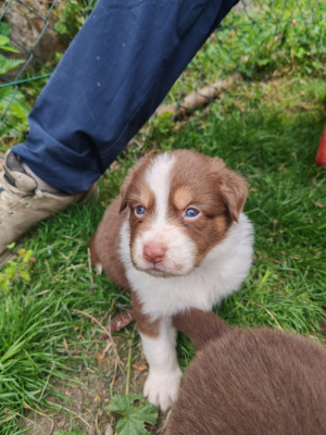 Les chiots de Berger Australien