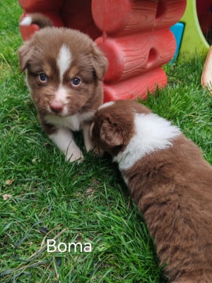 Les chiots de Berger Australien