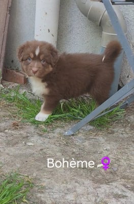 Les chiots de Berger Australien
