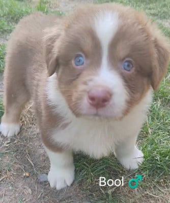 Les chiots de Berger Australien