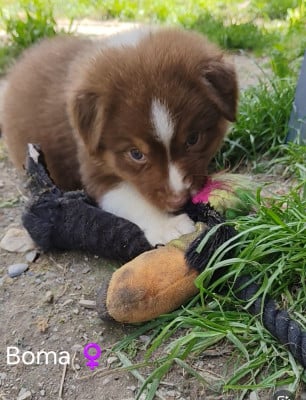 Les chiots de Berger Australien