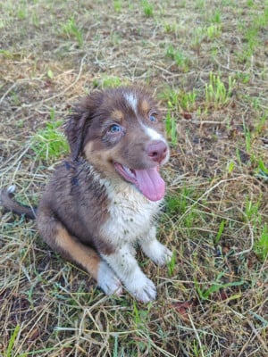 Les chiots de Berger Australien