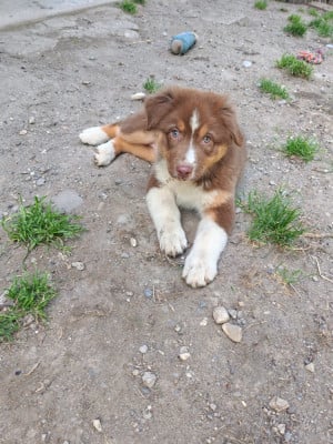 Les chiots de Berger Australien