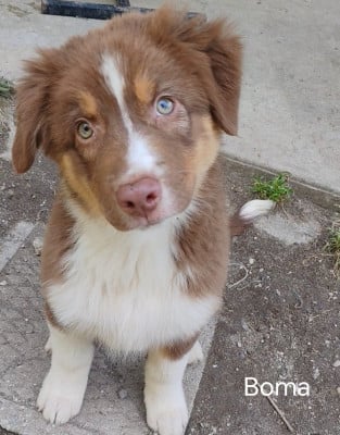 Les chiots de Berger Australien