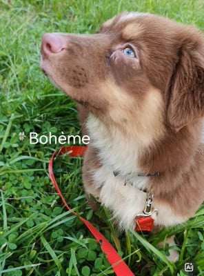 Les chiots de Berger Australien