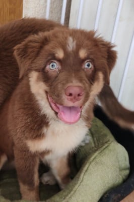 Les chiots de Berger Australien