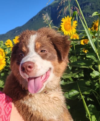Les chiots de Berger Australien