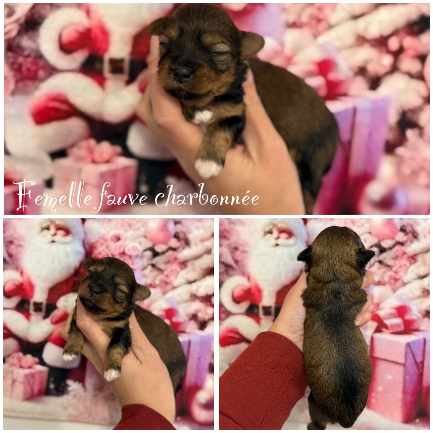 Femelle fauve charbonnée - Bichon Havanais