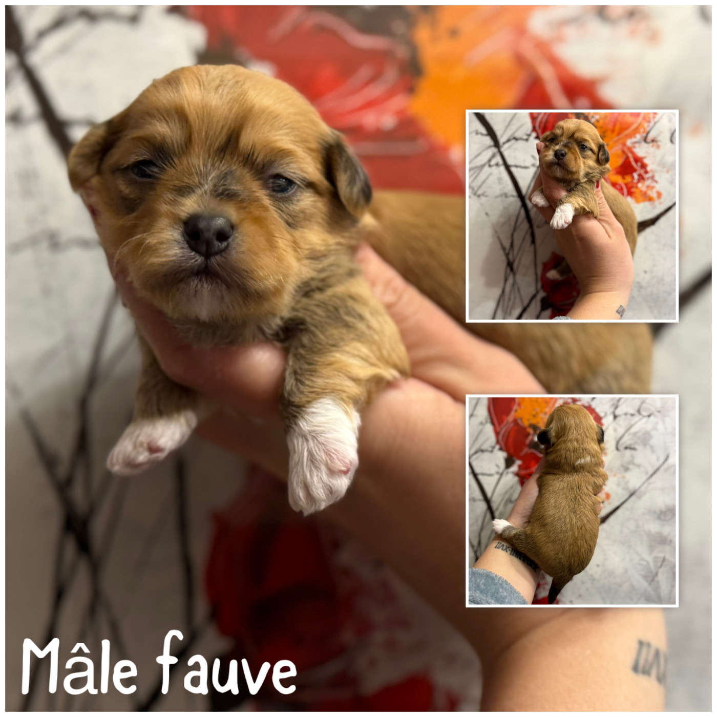 Mâle fauve - Bichon Havanais