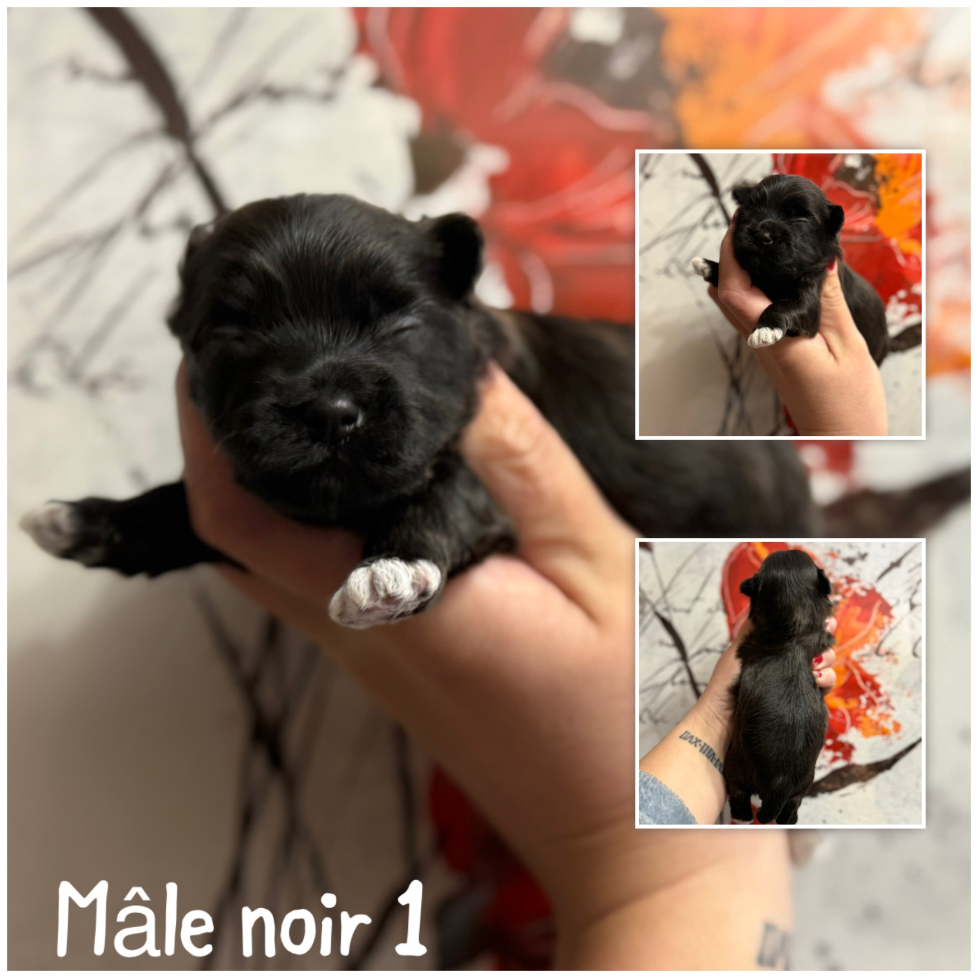 Mâle noir 1 - Bichon Havanais