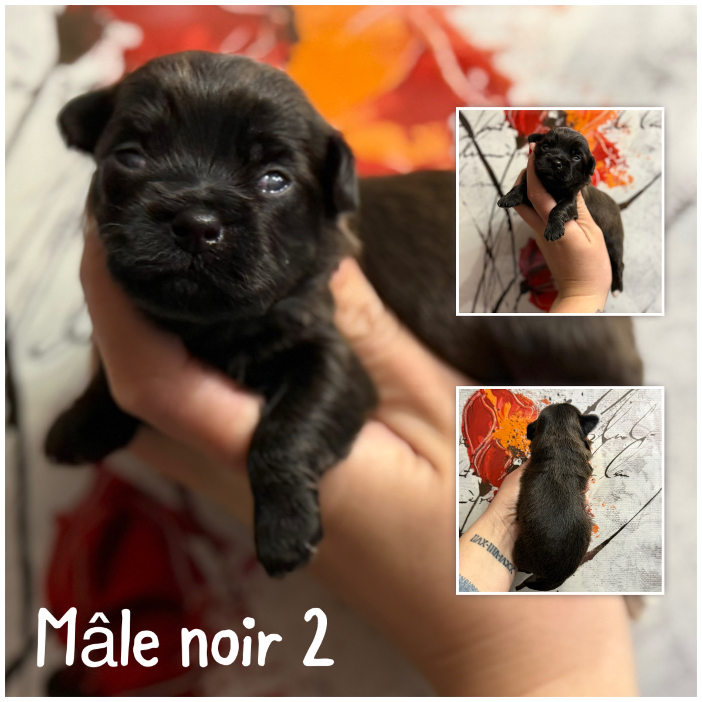 Mâle noir 2 - Bichon Havanais