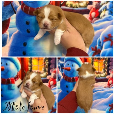 Mâle fauve - Bichon Havanais