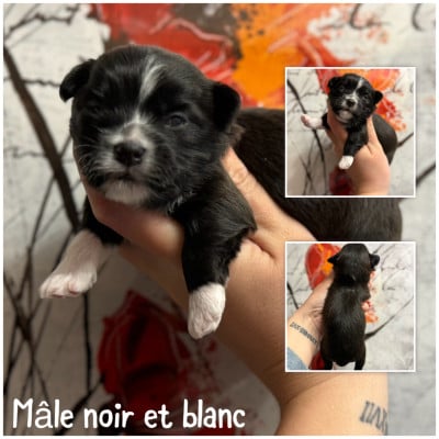 Les chiots de Bichon Havanais