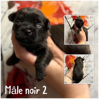 Les chiots de Bichon Havanais