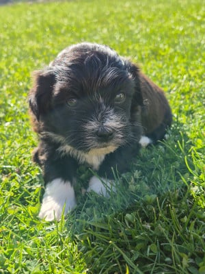 Les chiots de Bichon Havanais