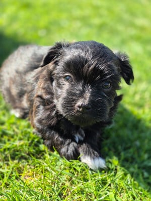 Les chiots de Bichon Havanais