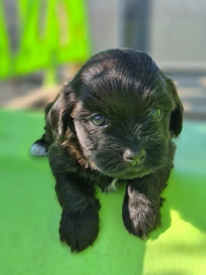 Les chiots de Bichon Havanais
