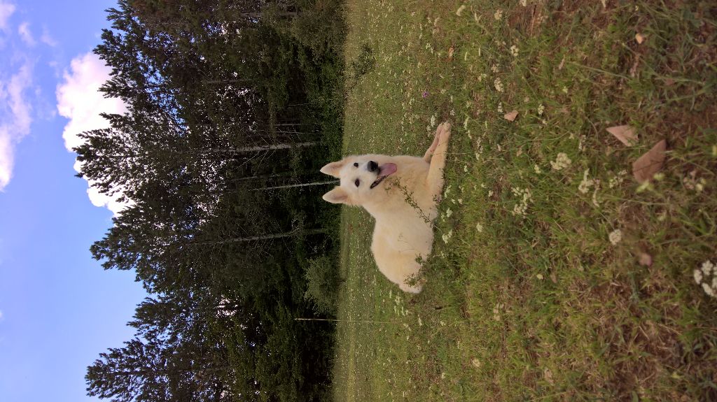 Hi story de l'ange Gardien de Faujus