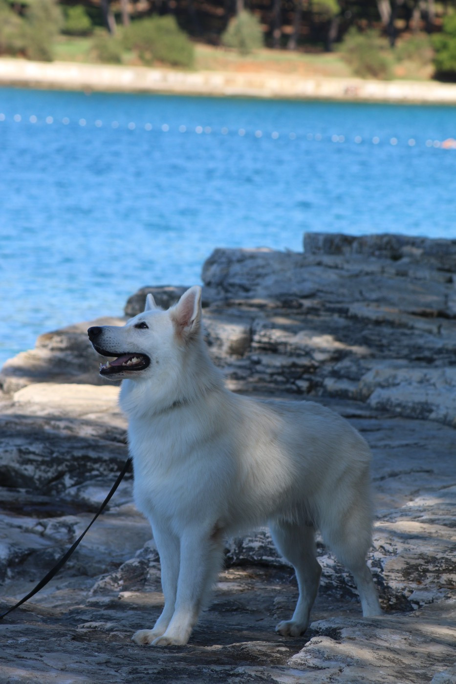 CH. white dream team Merlin maverick