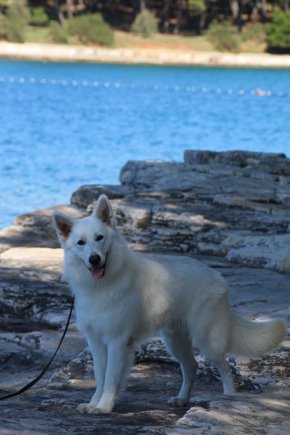 CH. white dream team Merlin maverick