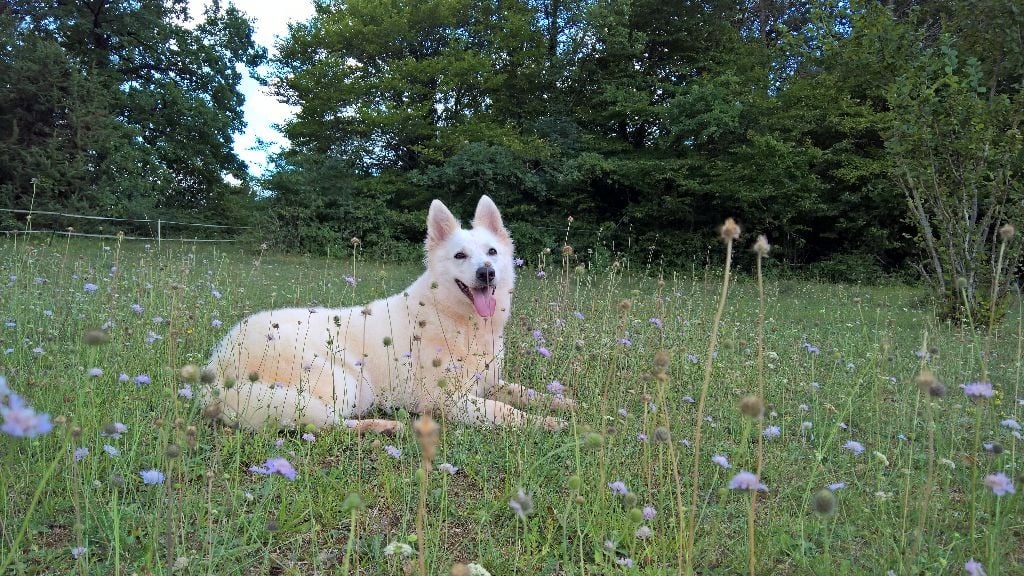Hi story de l'ange Gardien de Faujus