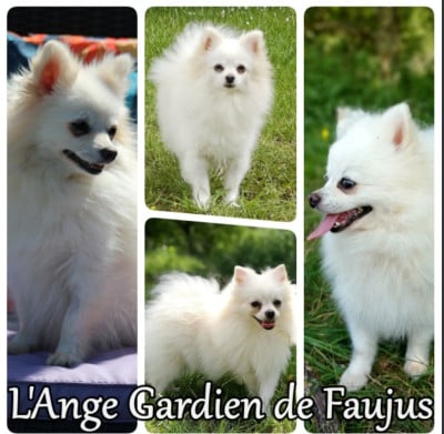 de l'ange Gardien de Faujus