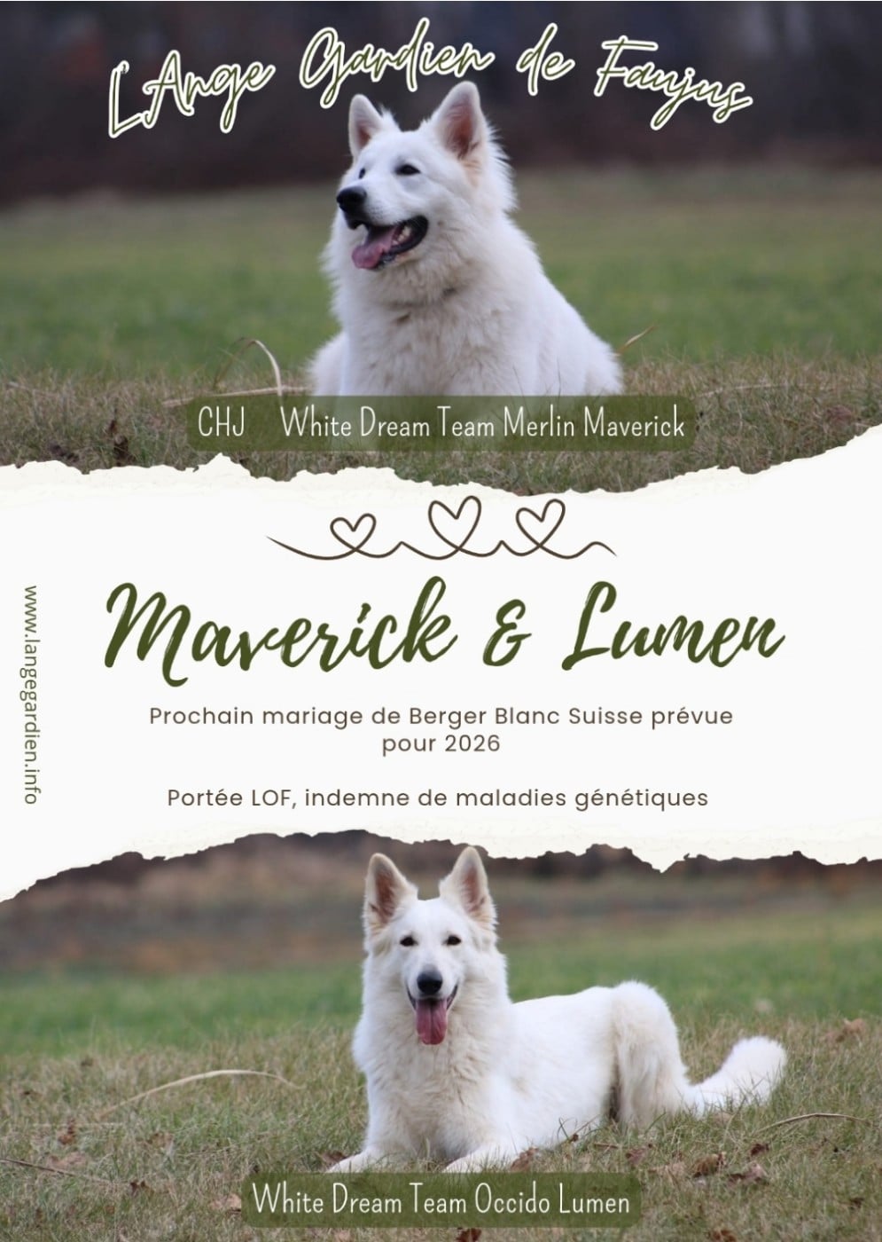 Berger Blanc Suisse - de l'ange Gardien de Faujus