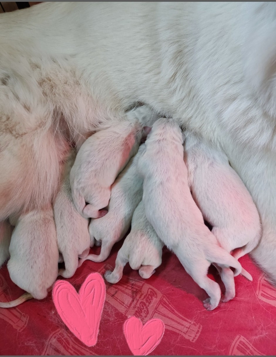CHIOT 7 - Berger Blanc Suisse