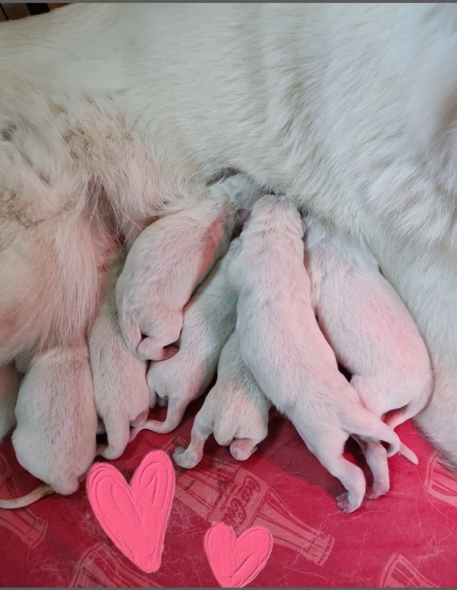 CHIOT 4 - Berger Blanc Suisse
